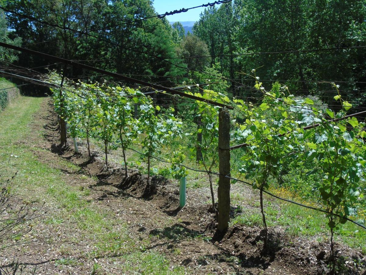 Quinta Da Chouza Agroturismo E Enoturismo Celorico De Basto Exteriér fotografie