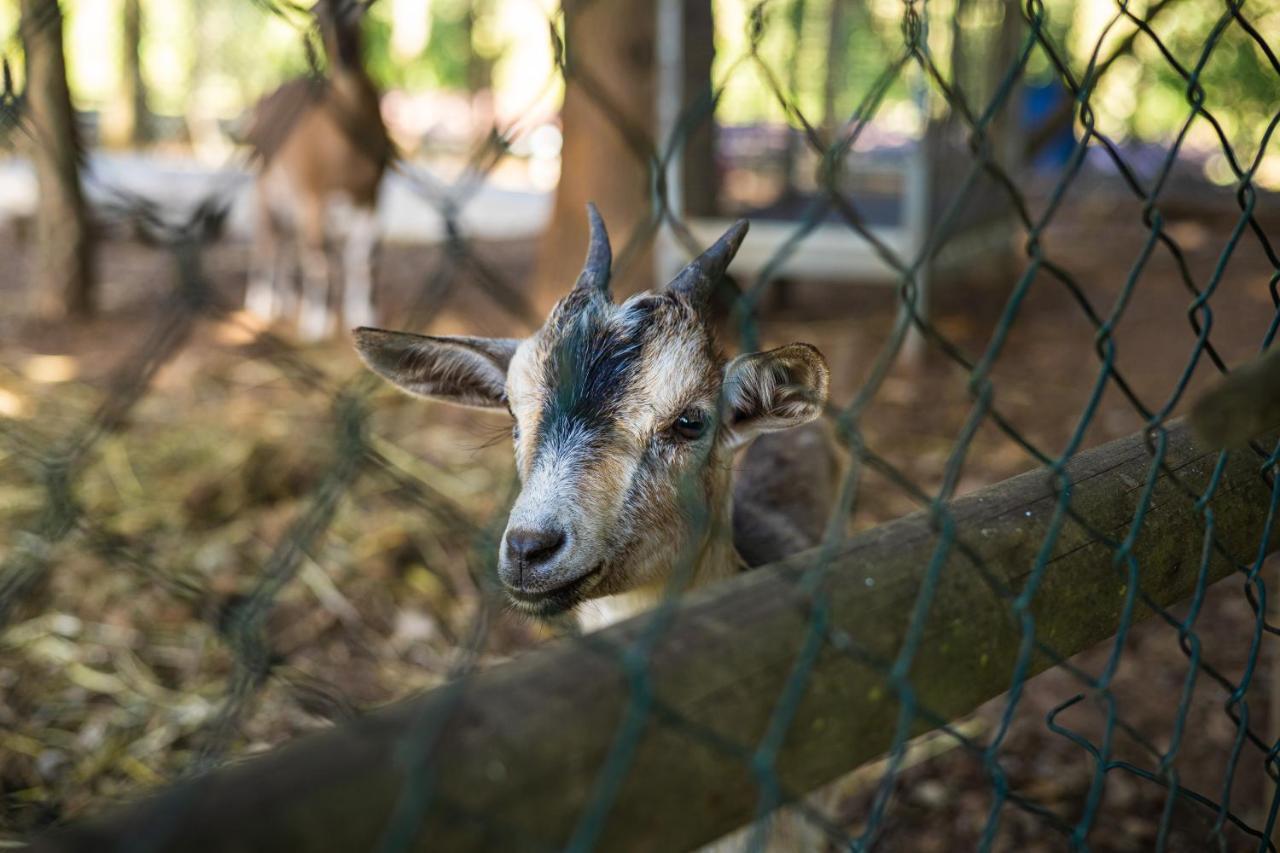Quinta Da Chouza Agroturismo E Enoturismo Celorico De Basto Exteriér fotografie