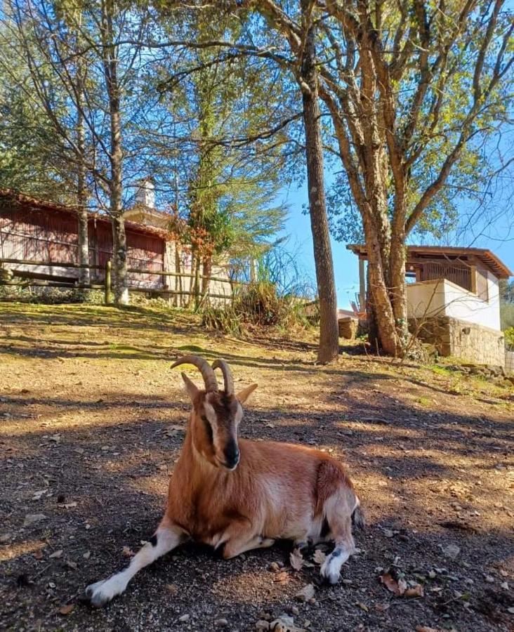 Quinta Da Chouza Agroturismo E Enoturismo Celorico De Basto Exteriér fotografie
