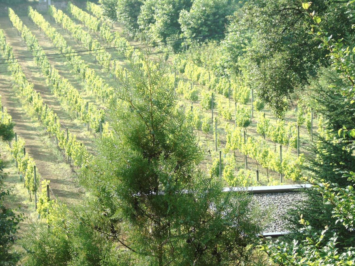 Quinta Da Chouza Agroturismo E Enoturismo Celorico De Basto Exteriér fotografie